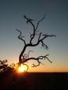 Silhoutte - a tree at sunset at the Grand Canyon